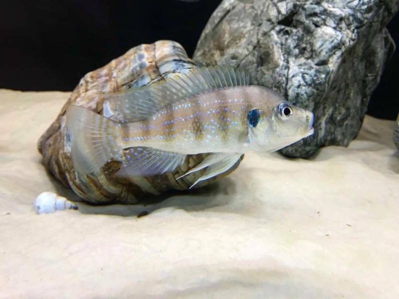 Greenwoodochromis christyi 'Chituta Bay'